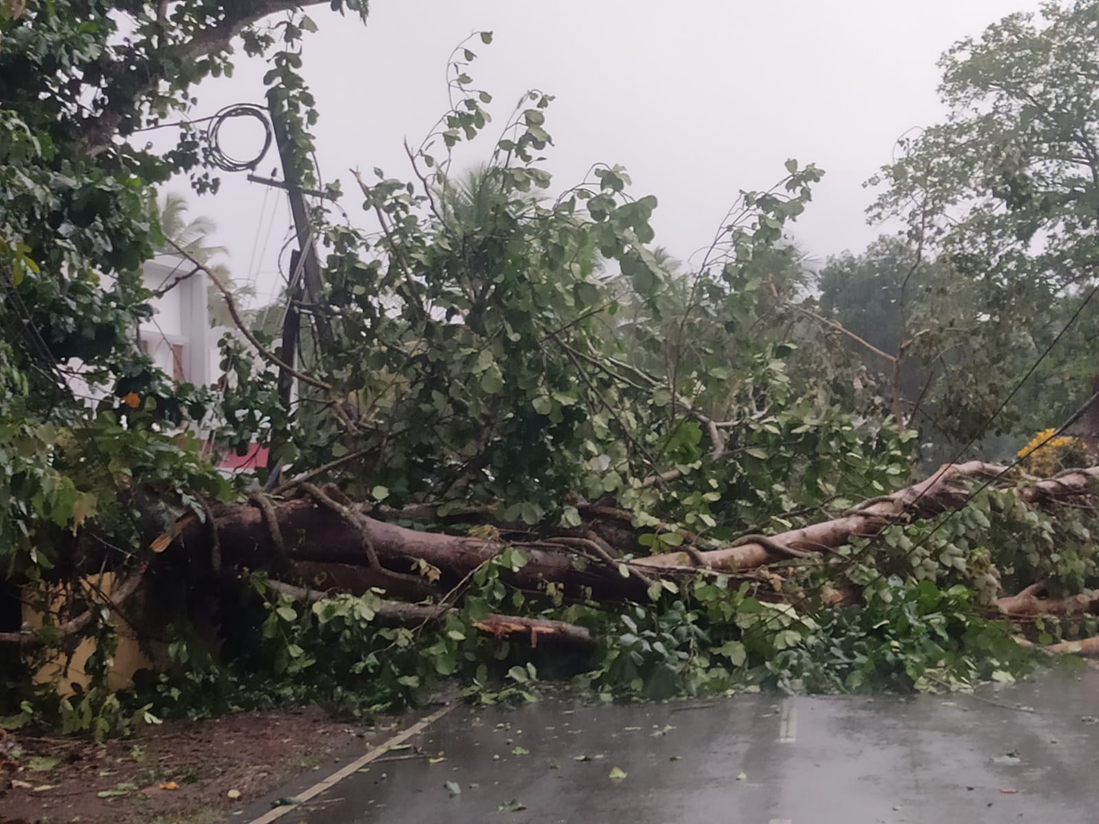 കനത്ത മഴയിലും കാറ്റിലും വ്യാപക നാശനഷ്ടം